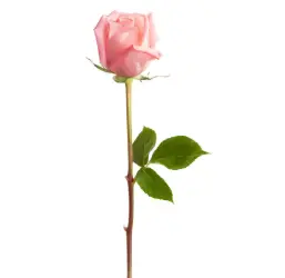 Crème glacée rose